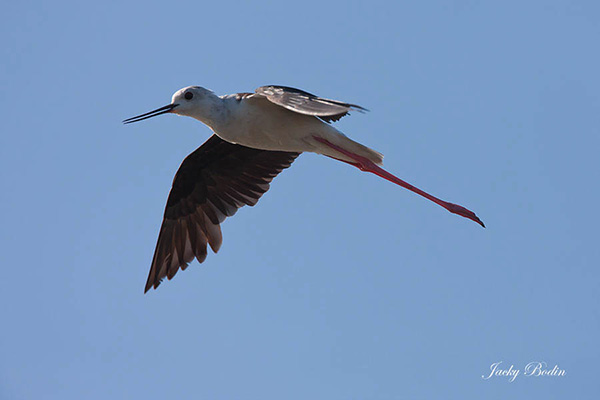 l’échasse blanche se laisse prendre en photo car elle a réussi à attirer votre attention dans une direction opposée au nid